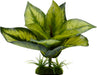 Tropical Gardens Diffenbachia