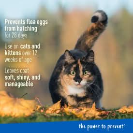 Adams Plus Flea & Tick Foaming Shampoo & Wash for Cats & Kittens 10 fluid ounces