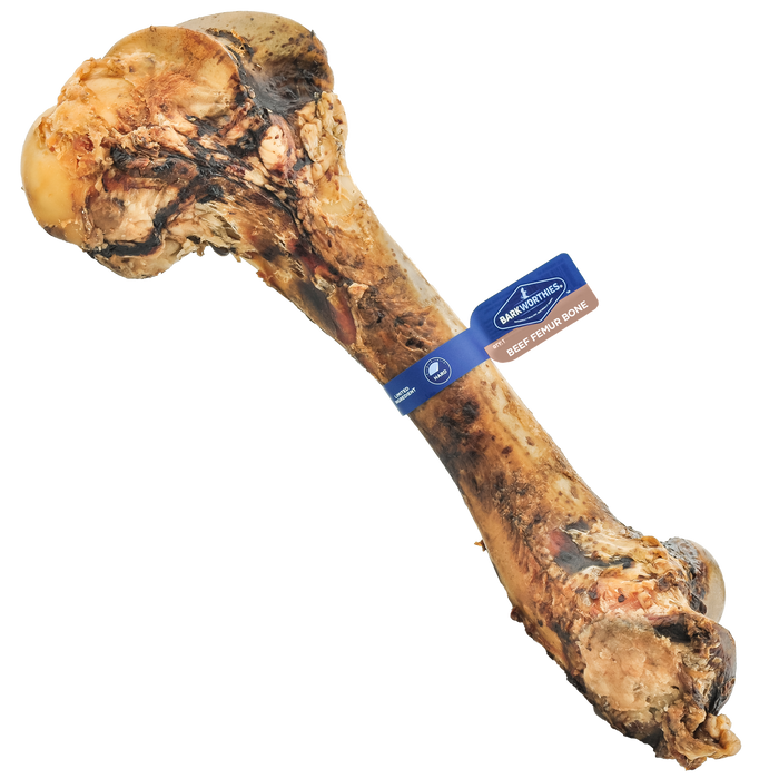 Barkworthies Femur Bone - Image 2