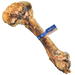 Barkworthies Femur Bone - Image 2