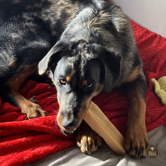 Bully Bunches Himalayan Yak Chew (MEGA)