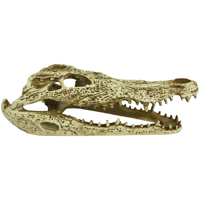 Komodo Alligator Skull Hideout 9in