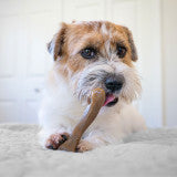 Nylabone Strong Chew Femur Bone Dog Chew Toy Made with Real Bison & Venison Small (1 Count)