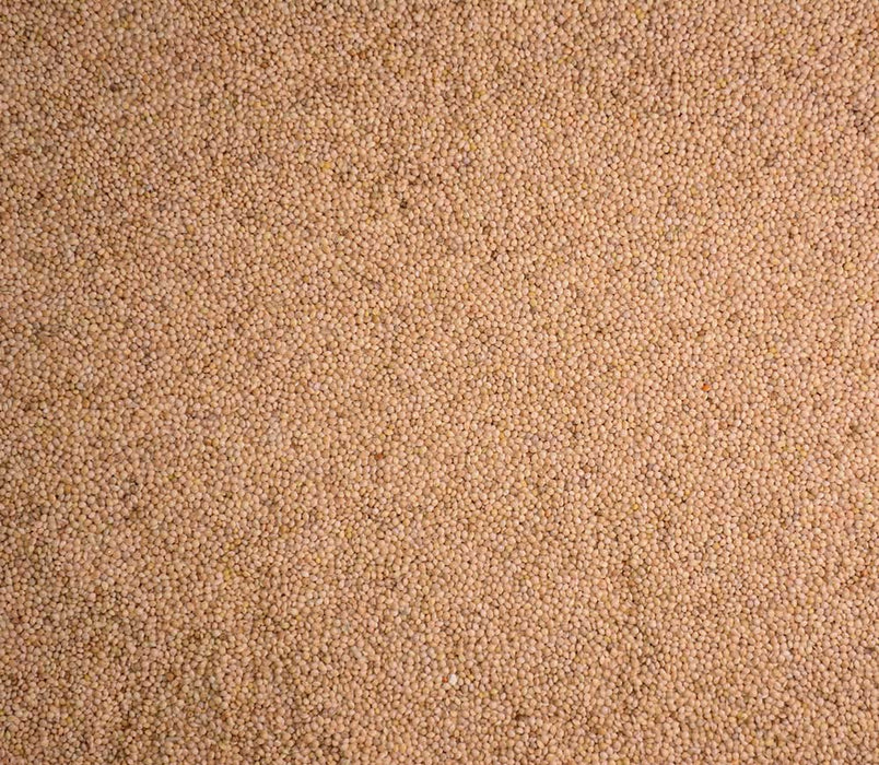 Volkman Seed Company Winner's Cup Single Seed Proso Millet 25 lb