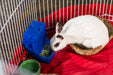 Prevue Pet Products Plastic Bin Ferret Feeder - 048081035054