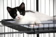 Prevue Pet Products Replacement Platform Shelf for Cat Cages - 048081075036