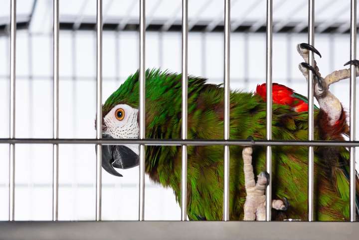Prevue Pet Products Imperial Extra Large Stainless Bird Cage