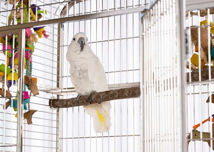 Prevue Pet Products Imperial Extra Large Stainless Bird Cage