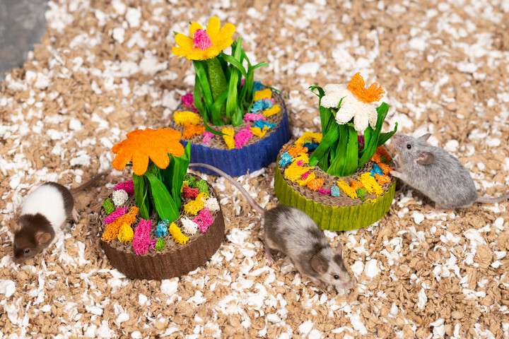 Prevue Pet Products Succulent MiniGarden 3 Pack Small Animal Chew Toy
