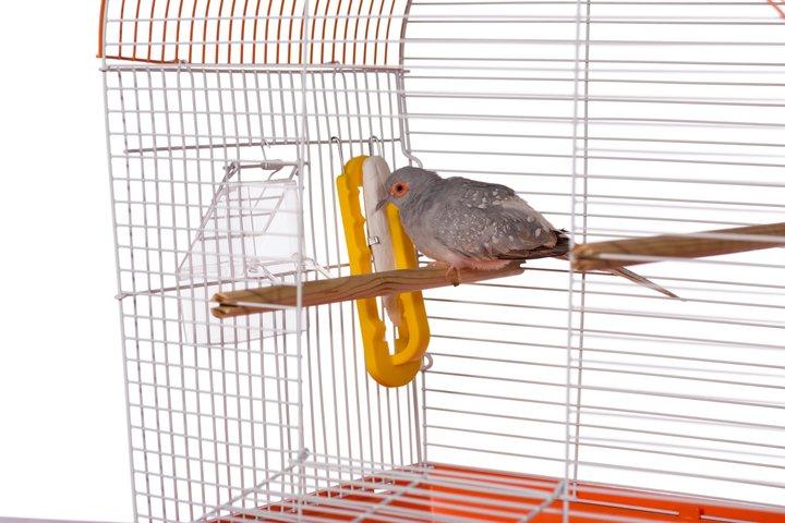 Prevue Pet Products Birdie Basics Cuttlebone & Treat Holder
