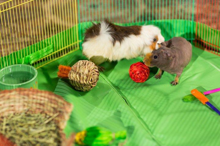 Prevue Pet Products Small Pet Playpen