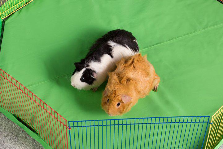 Prevue Pet Products Small Pet Playpen