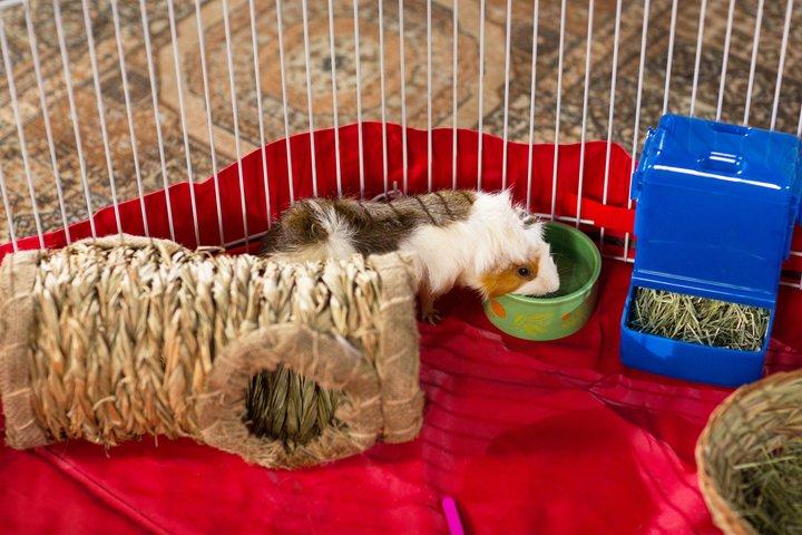 Prevue Pet Products Playpen Mat/Cover