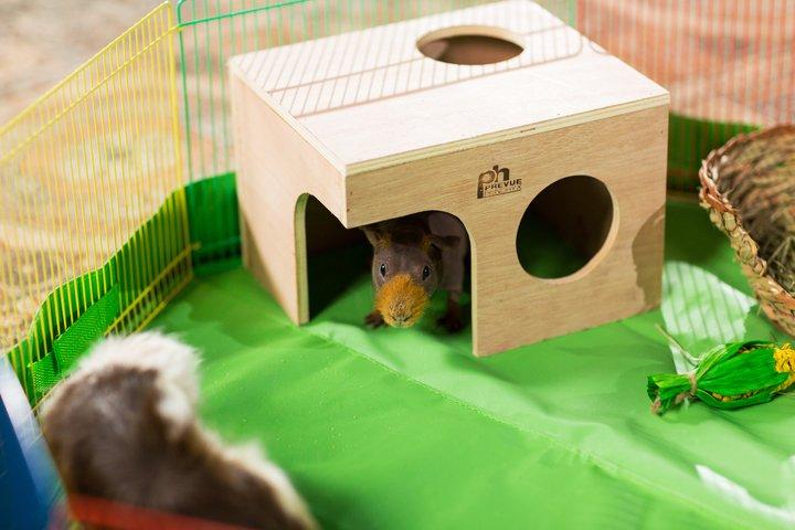 Prevue Pet Products Guinea Pig Hut