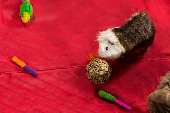 Prevue Pet Products Grassy Nibbler Squash Small Animal Chew Toy
