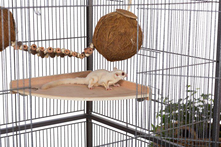Prevue Pet Products Corner Platform for Cages