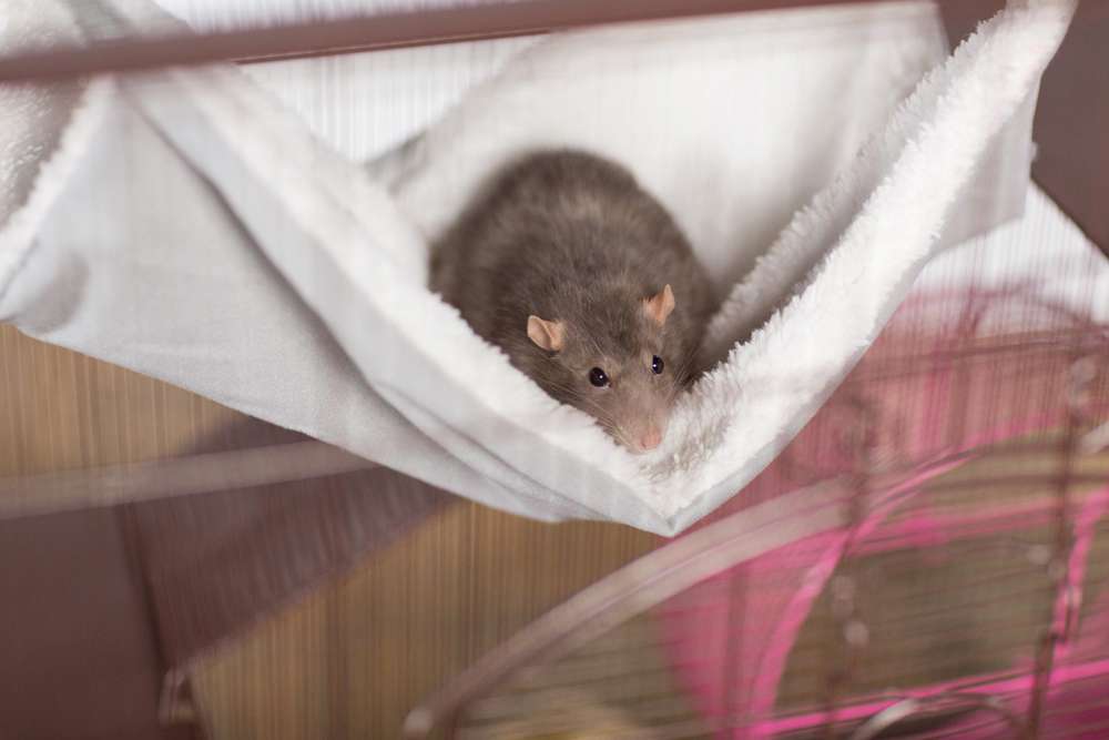 Prevue Pet Products Replacement Hammock for Cat Cages
