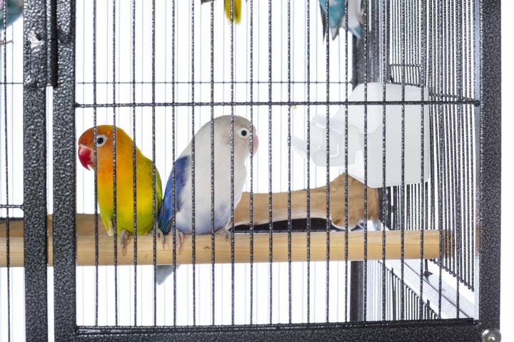 Prevue Pet Products Powder-coated steel construction Flight Cage with Stand