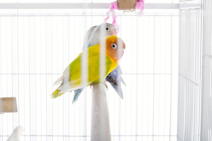 Prevue Pet Products Powder-coated steel construction Flight Cage with Stand