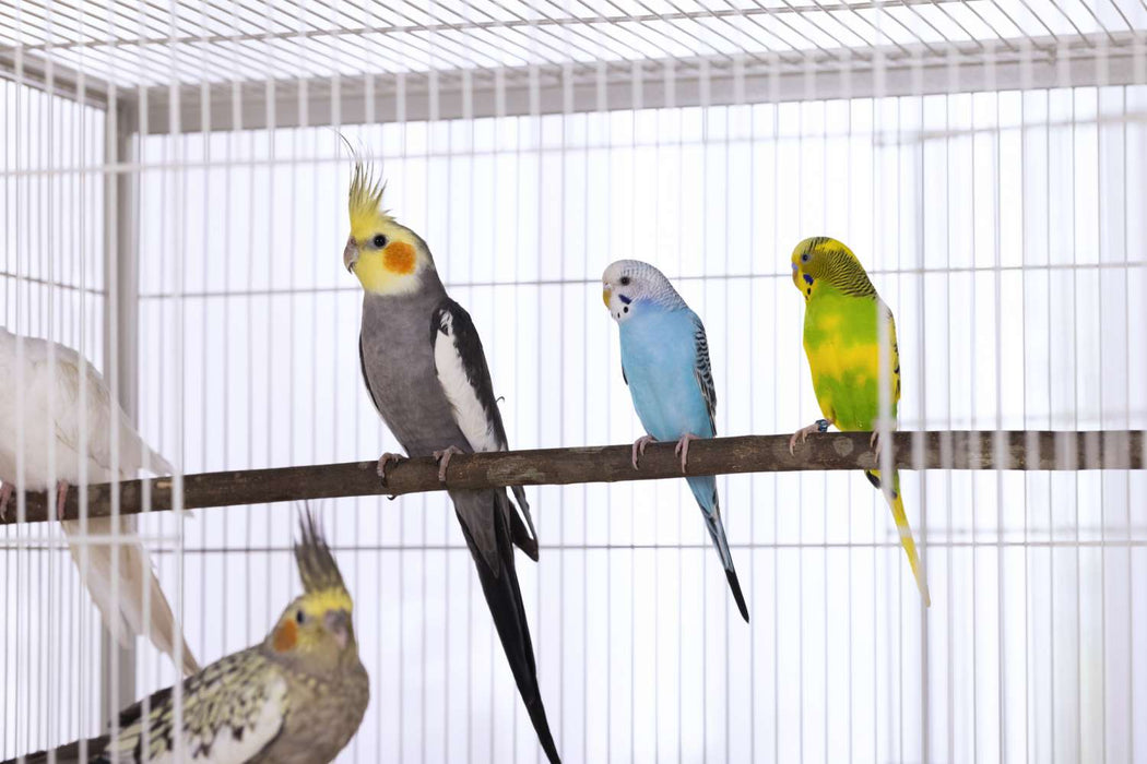 Prevue Pet Products Flight Bird Cage with Stand