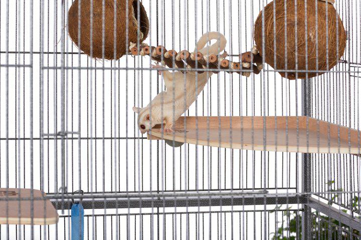 Prevue Pet Products Naturals Double Coconut Walk for Small Animals and Birds