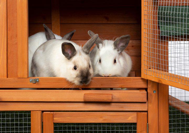 Prevue Pet Products Rabbit Breeding Hutch with Double-Run