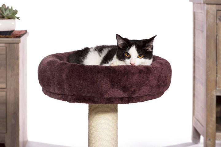 Prevue Pet Products Kitty King Cat Tree, Plum & Gray