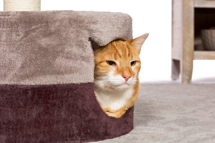 Prevue Pet Products Kitty King Cat Tree, Plum & Gray