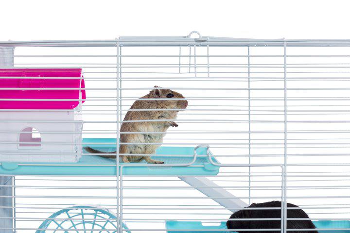 Prevue Pet Products Critter Clubhouse, Blue