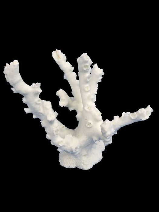 Weco Products South Pacific Coral Octopus Ornament White SM