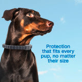 ADAMS Flea & Tick Collar Plus for Dogs and Puppies, 1 pack