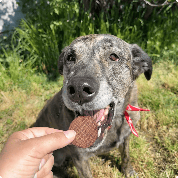 Farm to Pet Beef Chips Single-Ingredient Healthy Dog Treats