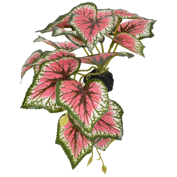 Komodo Standing Caladium Plant 5in