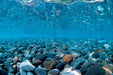 Seaview Double Sided Background River Rock & Sea of Green 12 Inches X 50 Feet - Image 2