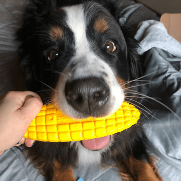 SodaPup Corn on the Cob eChew Ultra Durable Nylon Dog Chew Toy