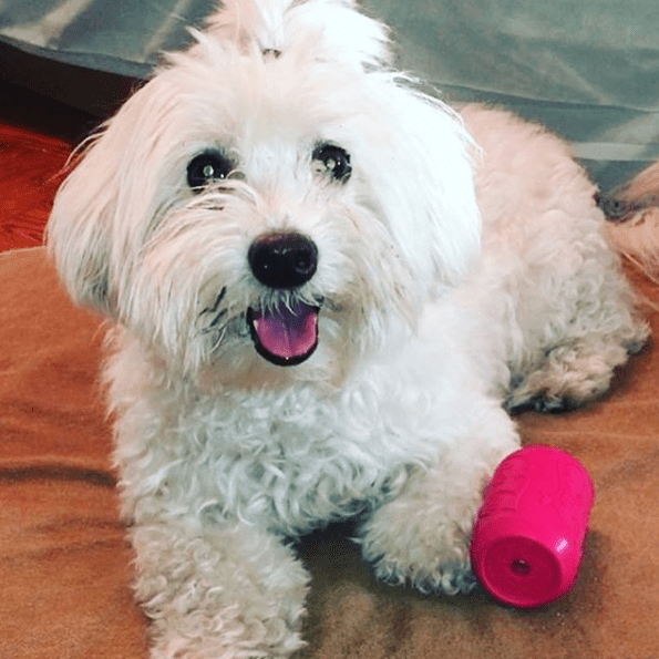 SodaPup Puppy Can Toy Durable Rubber Chew Toy & Treat Dispenser For Teething Pups