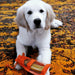 Yak9 Chews Turmeric Cheese Chews for Dogs - 4 - Image 27