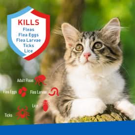 Adams Plus Flea & Tick Foaming Shampoo & Wash for Cats & Kittens 10 fluid ounces