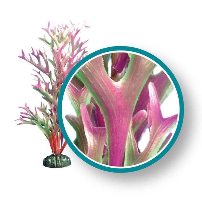Weco Products Marine Pro Series Giant Kelp Aquarium Plant Red 6 in Giant