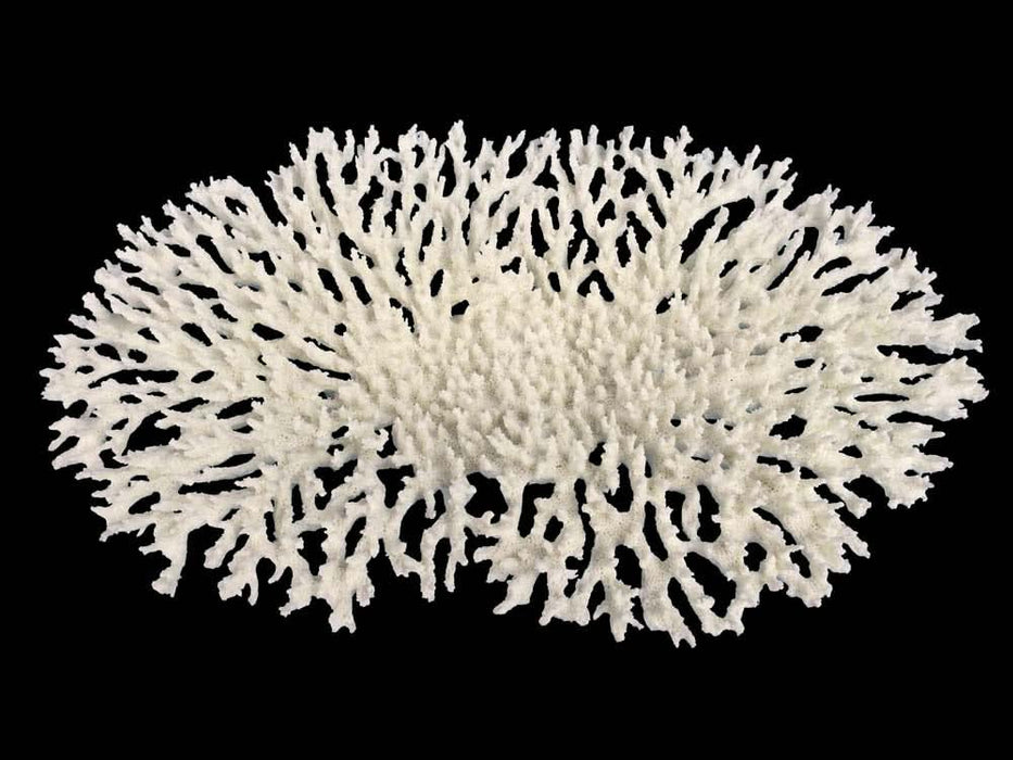 Weco Products South Pacific Coral Oval Tabletop Ornament White LG