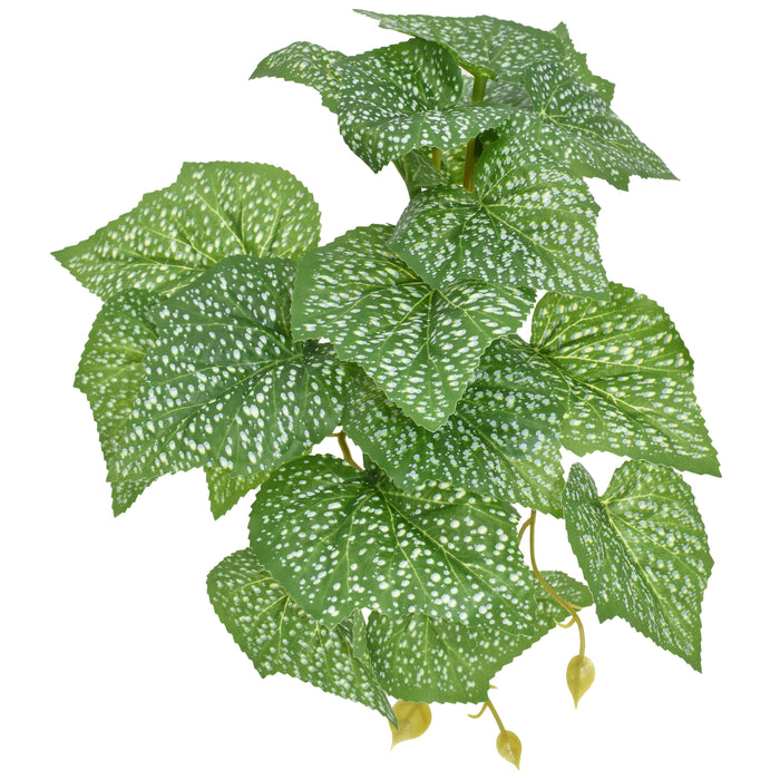 Komodo Standing Spotted Pothos Plant 5in