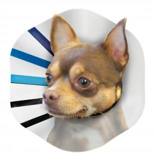 KONG E-Collar Clear/Blue/Black SM - Image 2