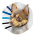 KONG E-Collar Clear/Blue/Black SM - Image 2