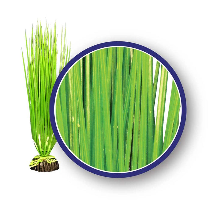 Weco Products Freshwater Series Asian Hairgrass Aquarium Plant Green 6 in