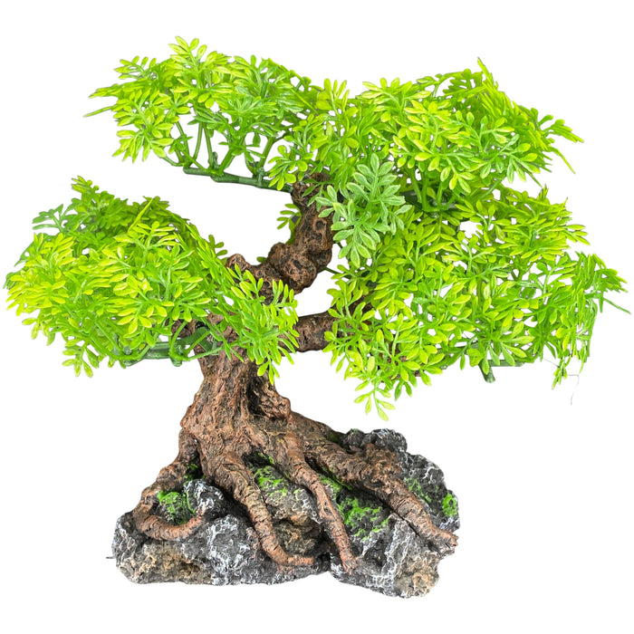 Komodo Bonsai Tree 17in
