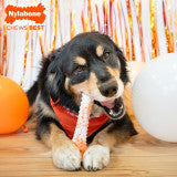 Nylabone Power Chew Textured Bone Dog Chew Toy 70th Birthday Orange Swirl Chicken X-Large (1 Count)