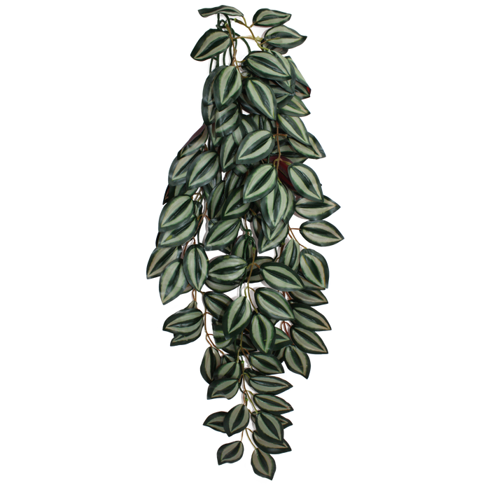 Komodo Zebrina Hanging Plant LG 26in