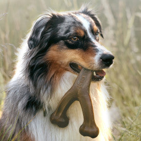 Benebone 2-Pack Dental Chew & Wishbone Dog Chew Toy Bacon MD|20 PK