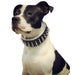 Bestia The Danger Collar for Dogs - 5060693302749