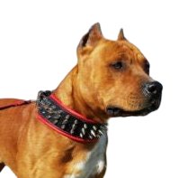 Bestia The Danger Collar for Dogs - 5060693302732